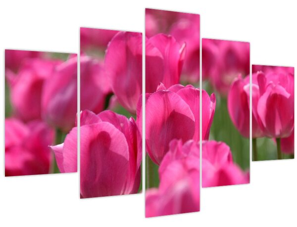 Obraz - Ružové tulipány (150x105 cm)