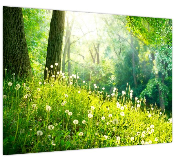 Obraz - Magická lúka plná púpav (70x50 cm)