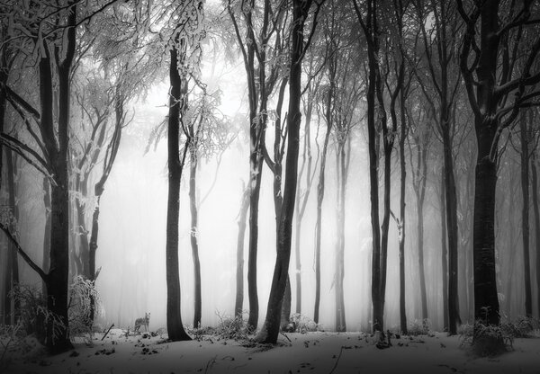 Fototapeta - Temný les s vlkom (147x102 cm)
