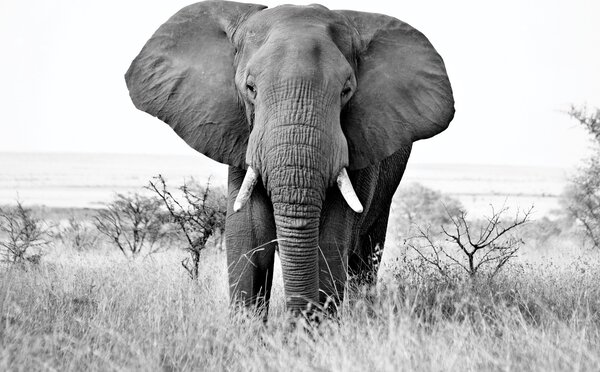 Fototapeta - Slon africký (147x102 cm)
