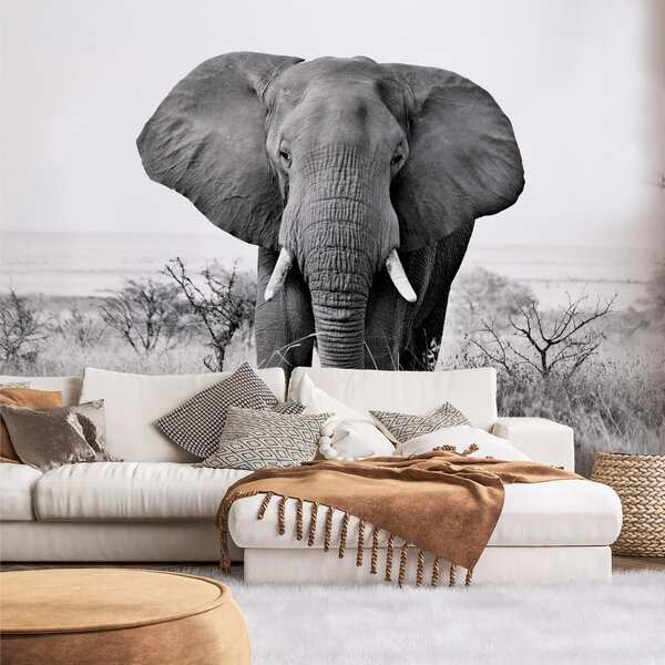 Fototapeta - Slon africký (147x102 cm)
