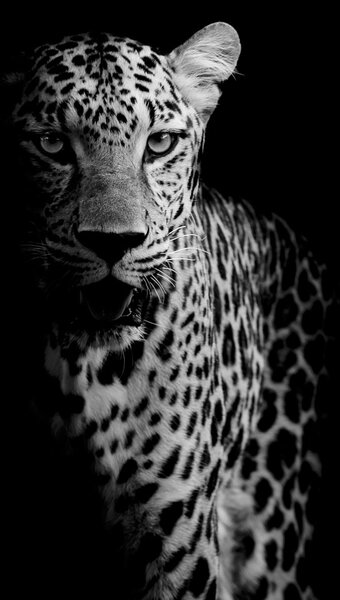Fototapeta - Portrét leoparda (147x102 cm)