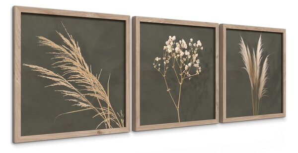 Obrazy v súprave 3 ks 30x30 cm Pampas – Styler