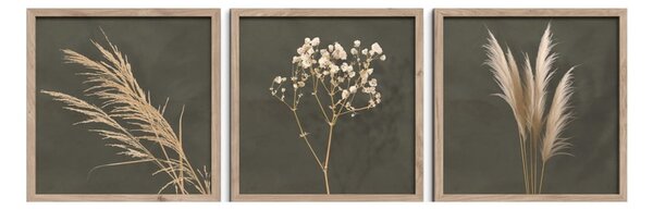 Obrazy v súprave 3 ks 30x30 cm Pampas – Styler