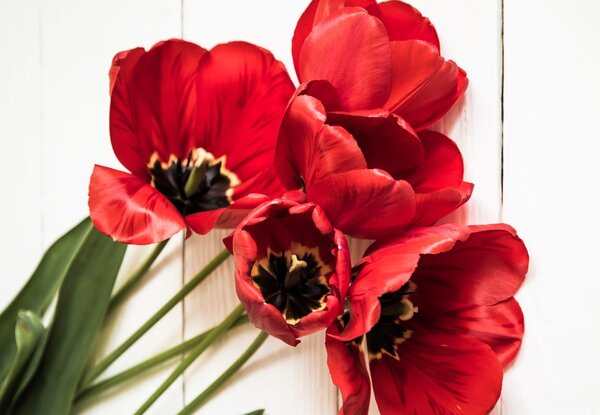 Obraz rozkvitnuté červené tulipány