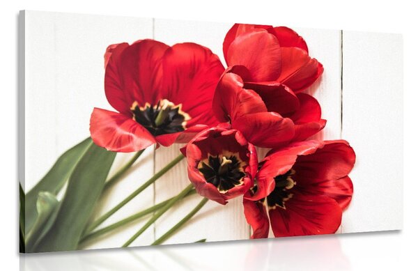 Obraz rozkvitnuté červené tulipány