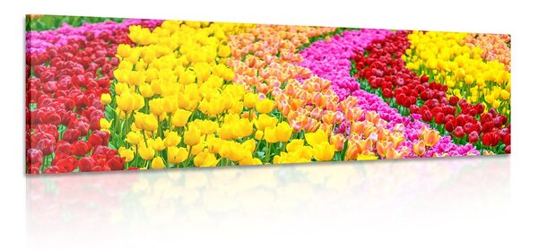Obraz pestrofarebné tulipány