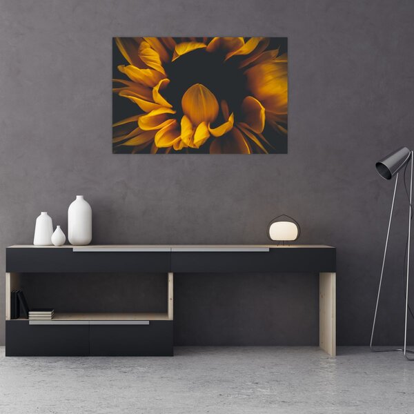 Obraz - Slnečnica v čiernom pozadí (90x60 cm)