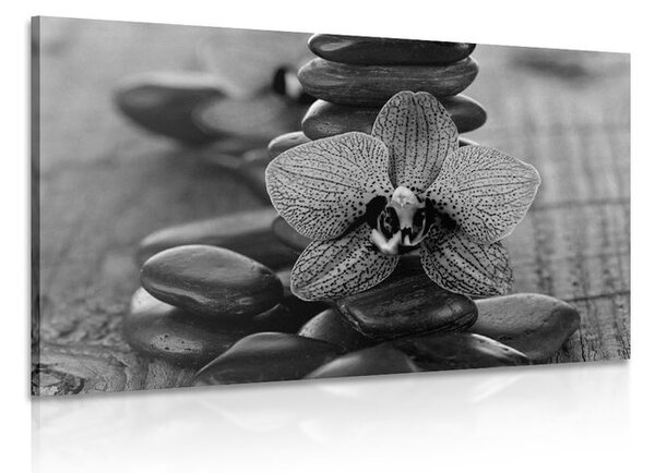 Obraz orchidea a Zen kamene v čiernobielom prevedení