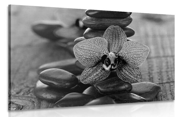 Obraz orchidea a Zen kamene v čiernobielom prevedení