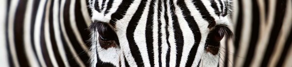 DIMEX | Fototapeta do kuchyne Zebra KI-260-016 | 260 x 60 cm | čiernobiela