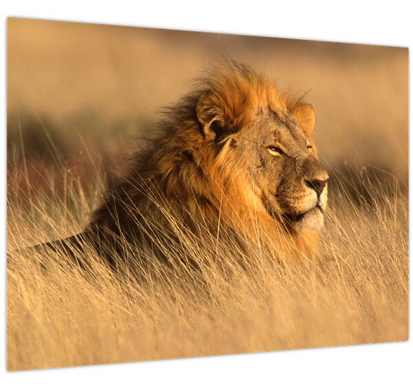Obraz - Národný park Etosha (70x50 cm)