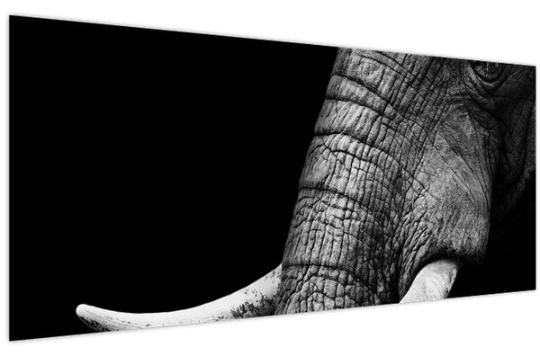 Obraz - Slonie kly (120x50 cm)