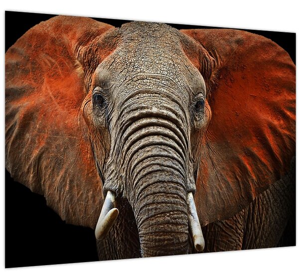 Obraz - Slony z Tsavo (70x50 cm)