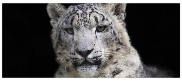 Obraz - Leopard snežný (120x50 cm)