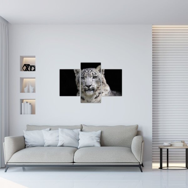 Obraz - Leopard snežný (90x60 cm)