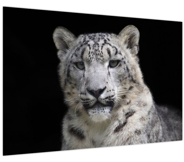 Obraz - Leopard snežný (90x60 cm)