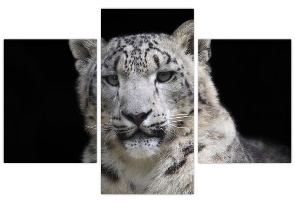 Obraz - Leopard snežný (90x60 cm)