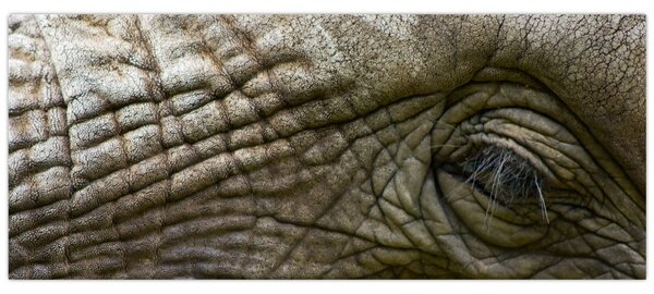 Obraz - Detailné fotografie starého slonieho oka (120x50 cm)