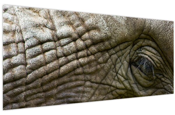 Obraz - Detailné fotografie starého slonieho oka (120x50 cm)