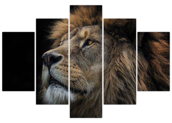 Obraz - Majestátny lev (150x105 cm)