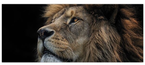 Obraz - Majestátny lev (120x50 cm)