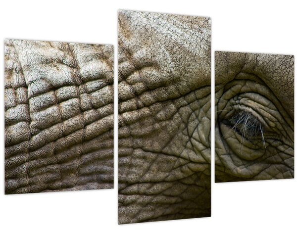 Obraz - Detailné fotografie starého slonieho oka (90x60 cm)