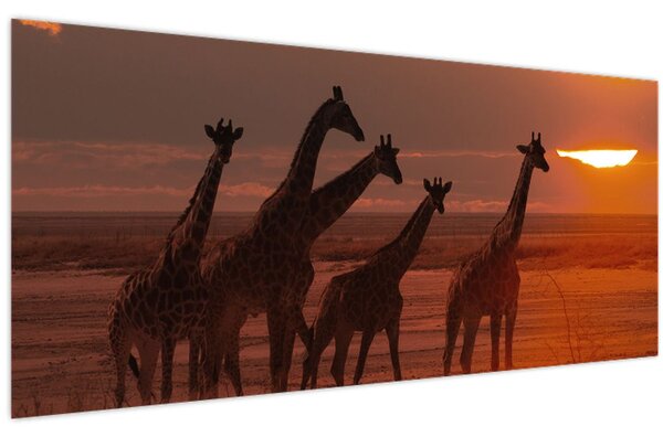 Obraz - Žirafy v africkej savane (120x50 cm)