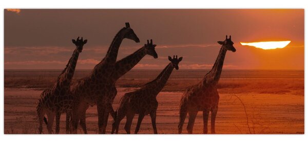 Obraz - Žirafy v africkej savane (120x50 cm)