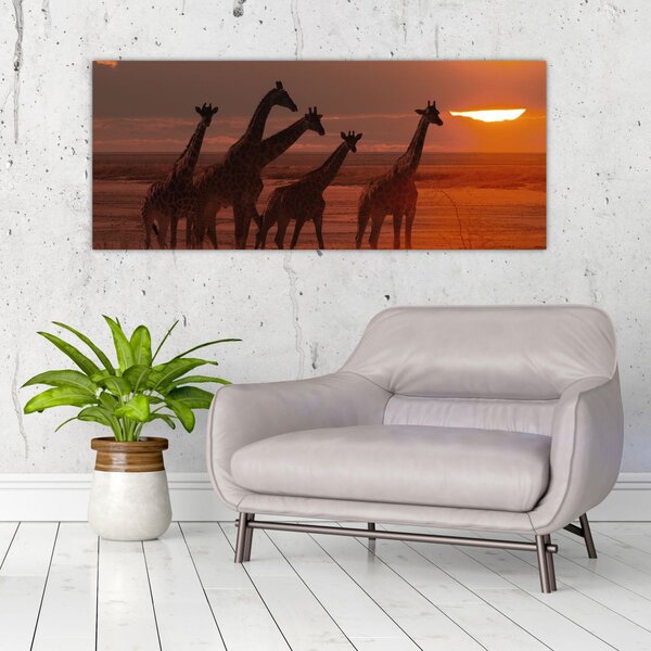 Obraz - Žirafy v africkej savane (120x50 cm)