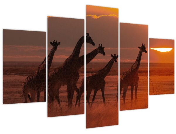 Obraz - Žirafy v africkej savane (150x105 cm)