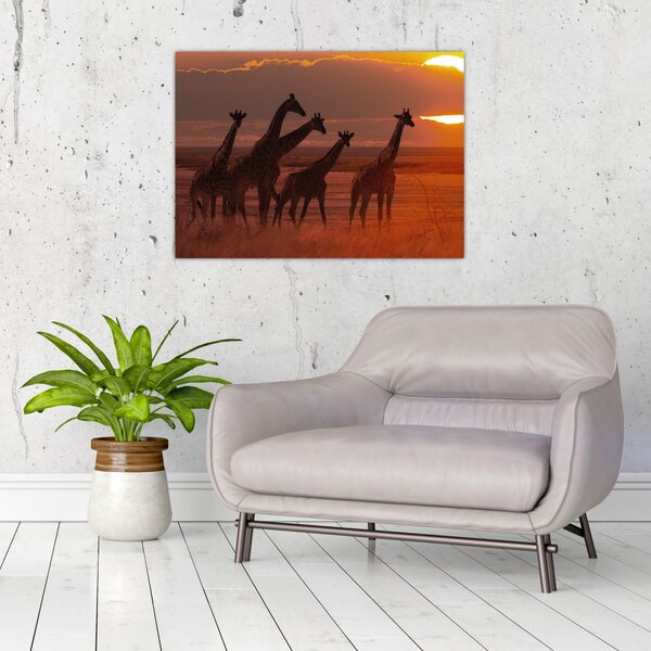 Obraz - Žirafy v africkej savane (70x50 cm)
