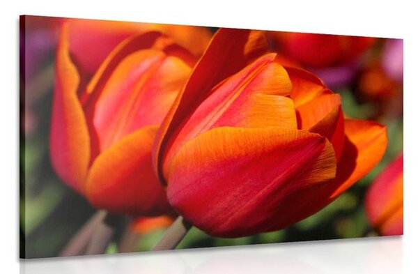 Obraz nádherné tulipány na lúke