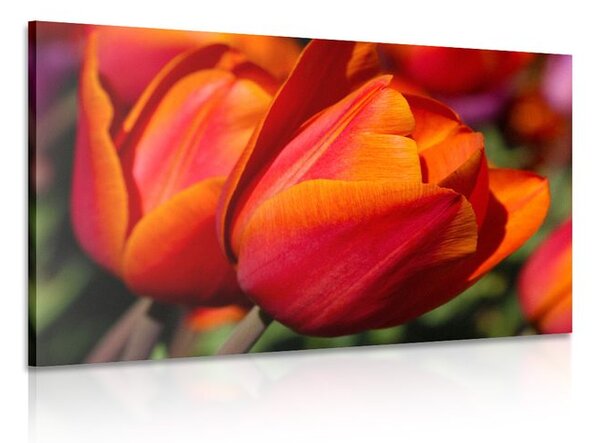 Obraz nádherné tulipány na lúke