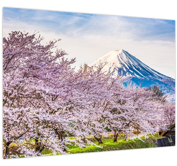 Obraz - Japonsko na jar (70x50 cm)