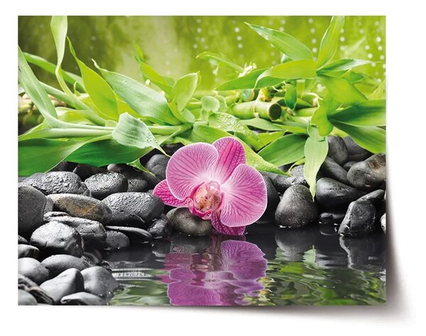 Sablio Plagát Ružová orchidea - 60x40 cm
