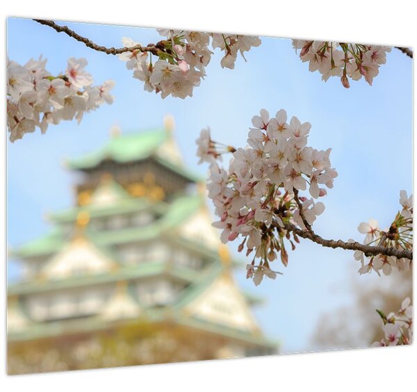 Obraz - Sakura (70x50 cm)