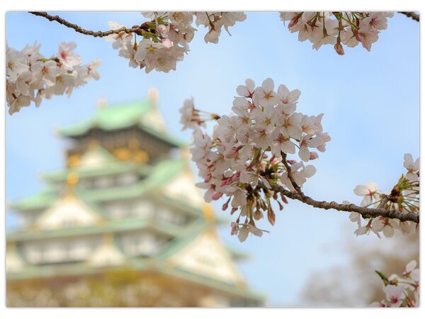 Obraz - Sakura (70x50 cm)