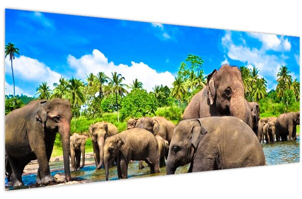 Obraz - Slony, Sri Lanka (120x50 cm)