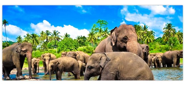 Obraz - Slony, Sri Lanka (120x50 cm)