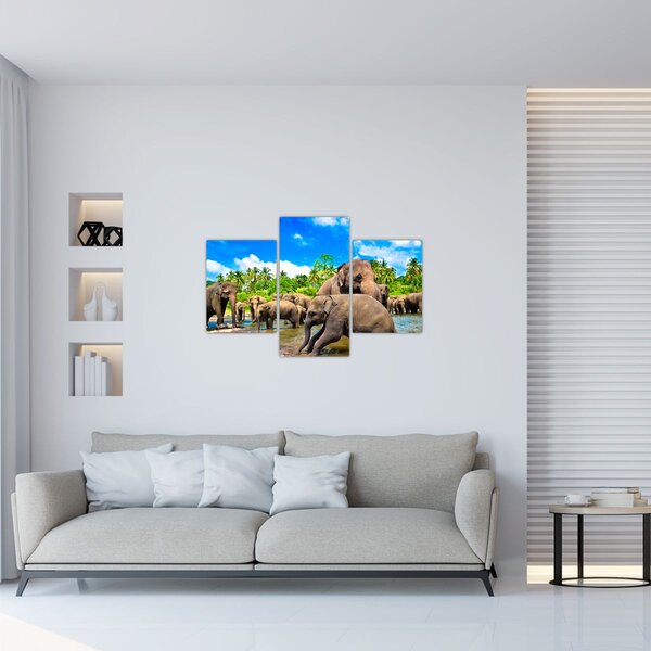 Obraz - Slony, Sri Lanka (90x60 cm)