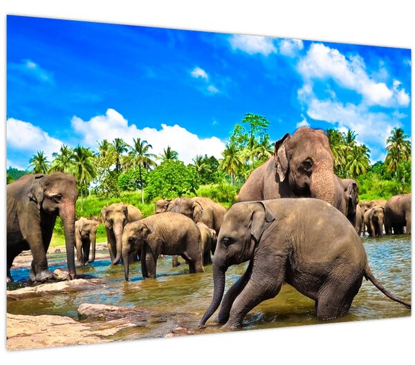 Obraz - Slony, Sri Lanka (90x60 cm)