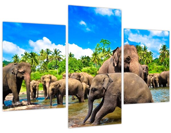 Obraz - Slony, Sri Lanka (90x60 cm)