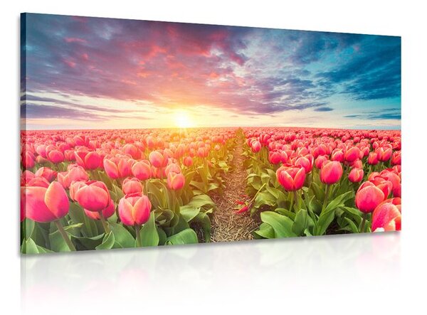 Obraz východ slnka nad lúkou s tulipánmi