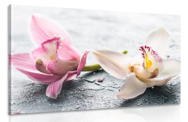 Obraz dva farebné kvety orchidey