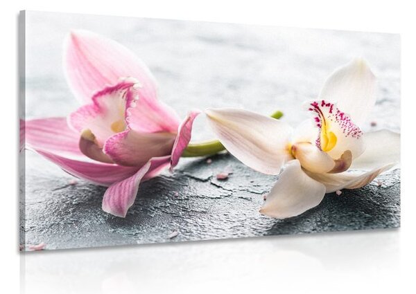 Obraz dva farebné kvety orchidey