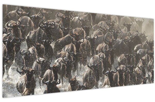 Obraz - Stádo pakoňov (120x50 cm)