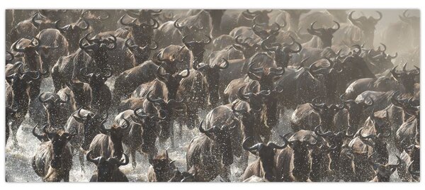 Obraz - Stádo pakoňov (120x50 cm)