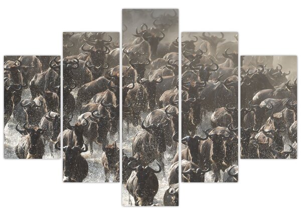 Obraz - Stádo pakoňov (150x105 cm)