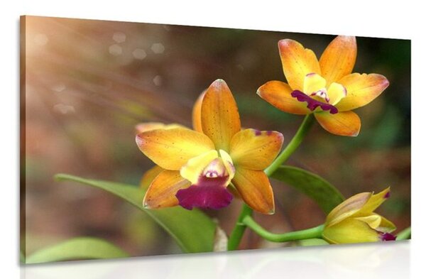 Obraz oranžová orchidea